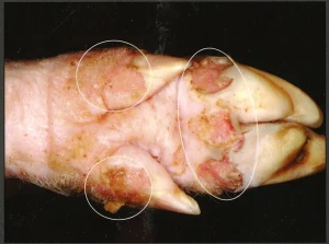 Bệnh lở mồm long móng