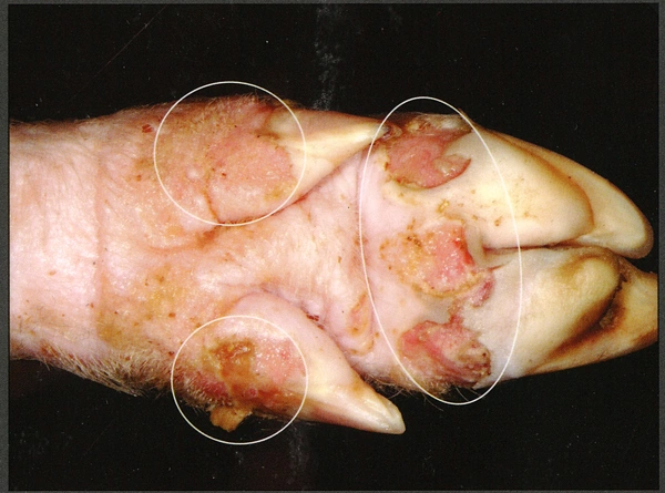 Bệnh lở mồm long móng
