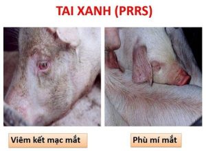 Bệnh tai xanh