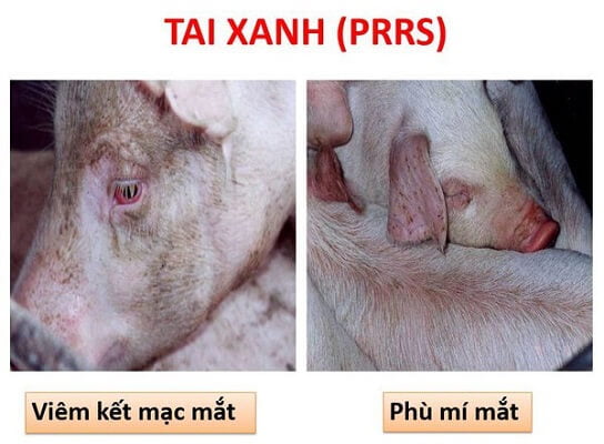 Bệnh tai xanh