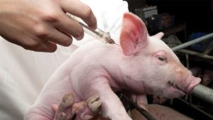 Tiêm vaccine heo