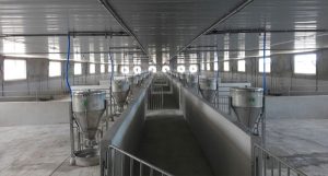 Ánh sáng và thông gió trong chuồng heo: Yếu tố ít ai để ý nhưng quan trọng