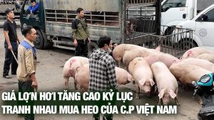 Bảng giá heo hơi tuần này ở miền Bắc: Vì sao thương lái ép giá?