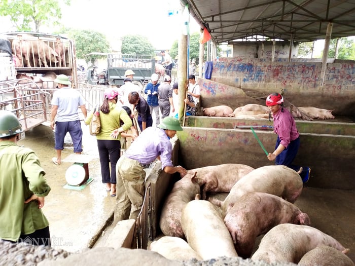 Minh họa: Bảng giá heo hơi tuần này ở miền Bắc: Vì sao thương lái ép giá?