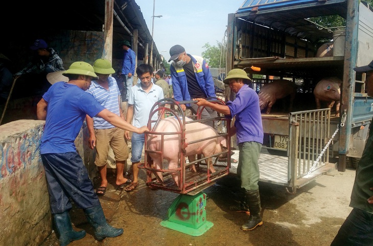 Minh họa: Bảng giá heo hơi tuần này ở miền Bắc: Vì sao thương lái ép giá?