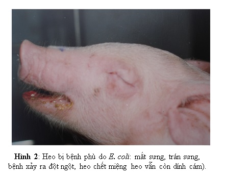 Bệnh E.coli ở heo con: Phòng ngừa và điều trị hiệu quả