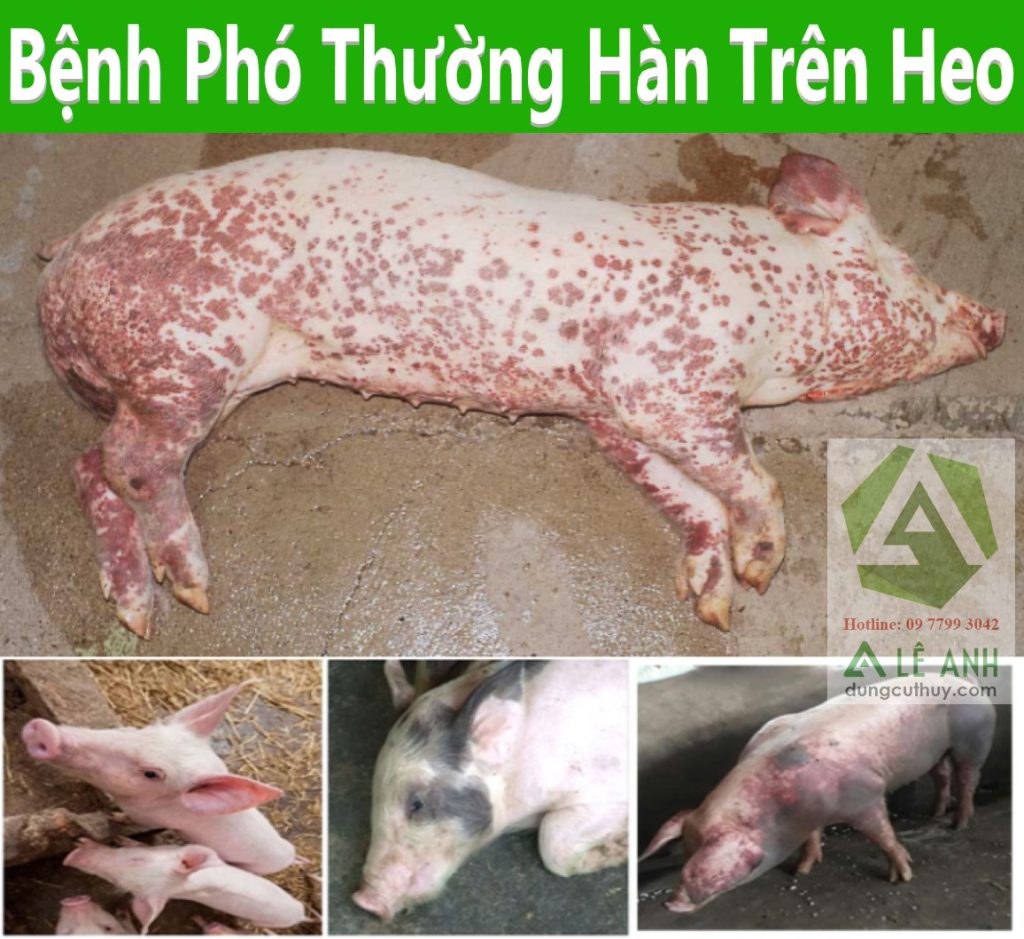 Bệnh phó thương hàn ở heo: Dấu hiệu nhận biết và phác đồ điều trị