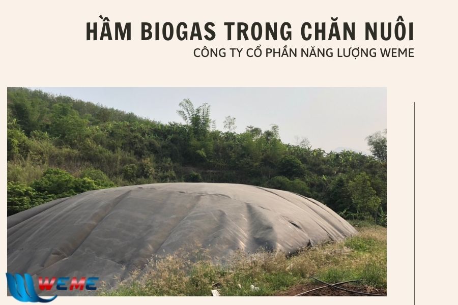 Minh họa: Cách xử lý phân heo làm biogas: Câu chuyện từ trại 500 con Vĩnh Long
