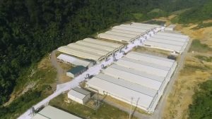 Chênh lệch giá heo hơi giữa các công ty CP, Dabaco, GreenFeed 2026