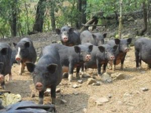 Đàn heo rừng lai thả vườn tại trại Đồng Nai