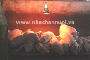 Kỹ thuật sưởi ấm cho heo con mùa đông ở miền Bắc: Kinh nghiệm thực tế