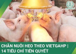 Nuôi heo hữu cơ đạt chuẩn VietGAP: Câu chuyện từ trại Bến Tre