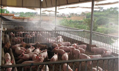Minh họa: Phòng bệnh sốc nhiệt cho heo mùa hè miền Trung: Kinh nghiệm thực tế