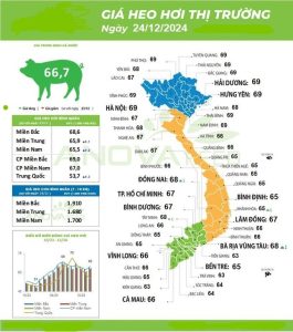 Vì sao giá heo hơi Việt Nam bấp bênh so với Thái Lan, Trung Quốc?